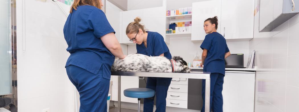 Veterinary assistants work with dog on exam table